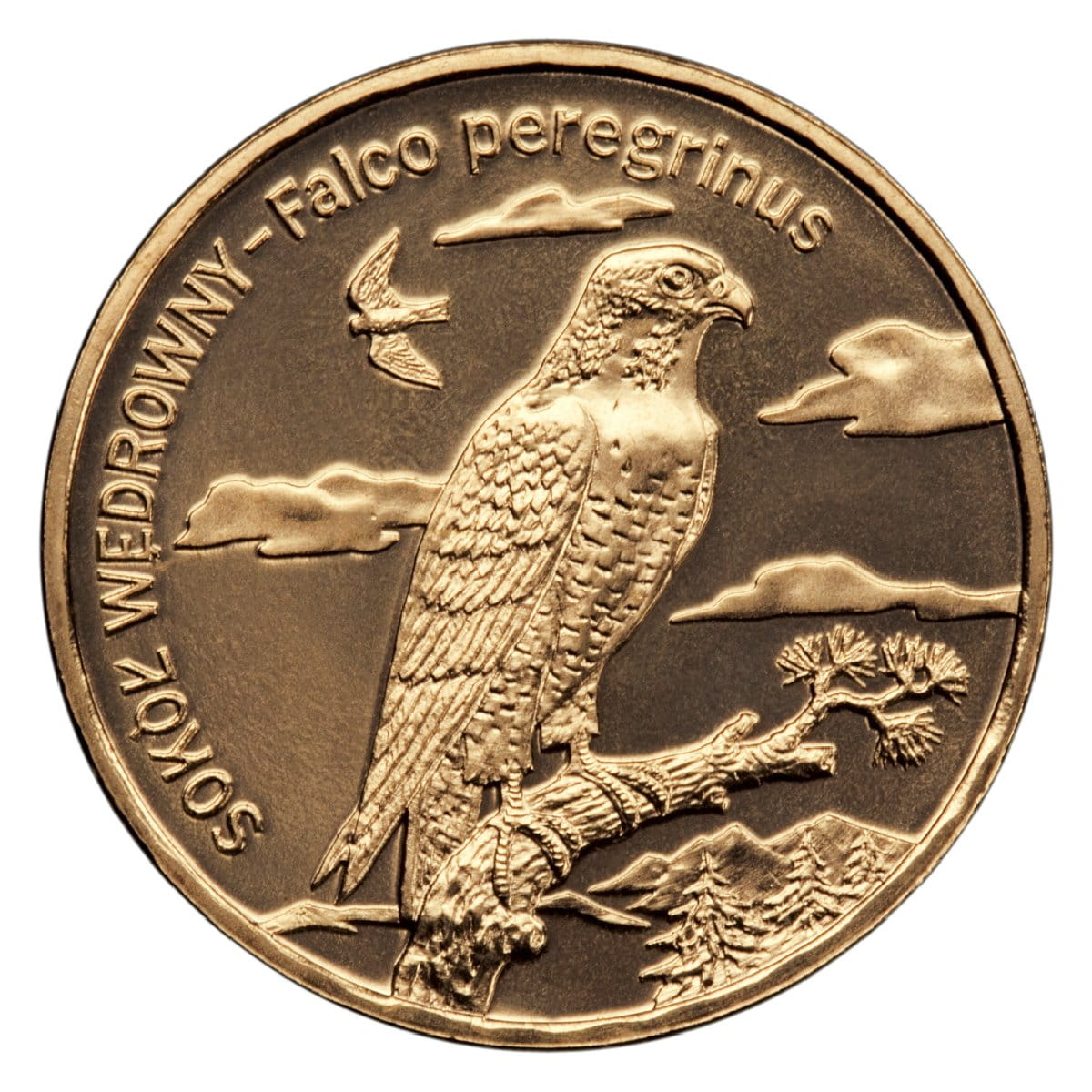 2 zł Sokół wędrowny (łac. Falco peregrinus)